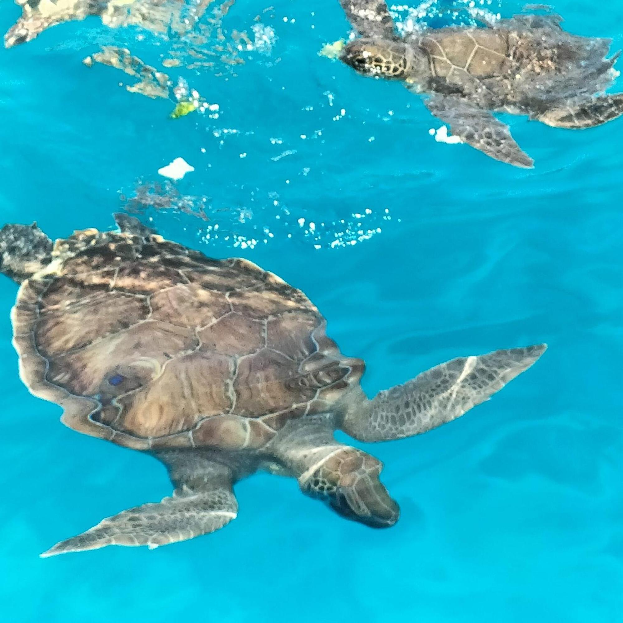 Luxury Private Pool And Wifi Perfect Location For A Protaras